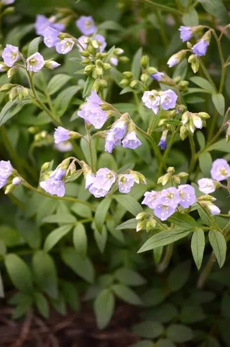 Jacob's Ladder Wildflower Seeds - 50 Blue Flowers, Perennial, Polemonium reptans, Shade Garden, Native Plant