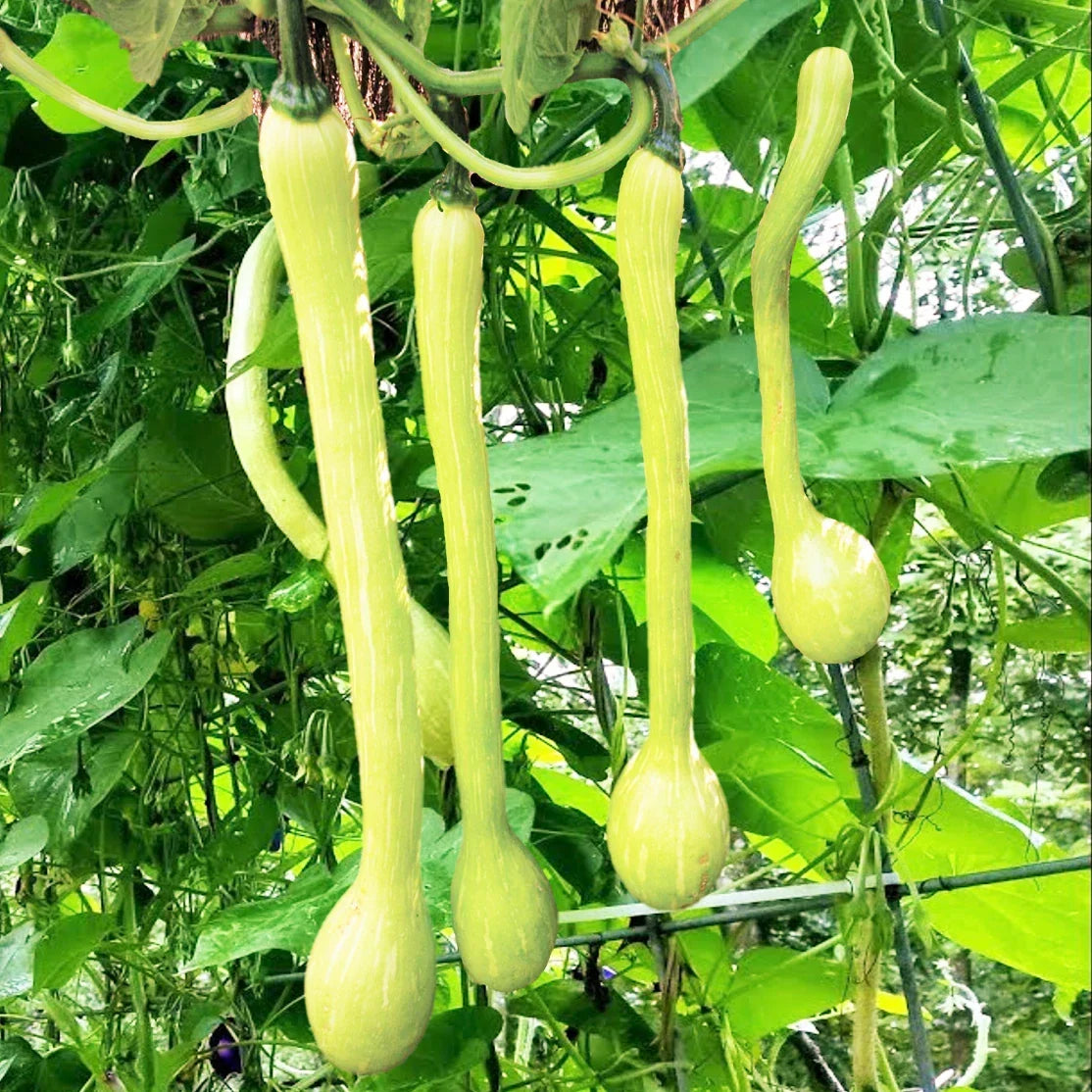 Tromboncino Squash Seeds | Heirloom Italian Zuchetta Cucuzzi Snake Gourd | Organic, Non-GMO, 10 Seeds