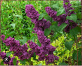 Ludwig Spaeth Lilac Starter Plant - 4-8 Inches, Syringa vulgaris, Fragrant Purple Blooms, Hardy Perennial for Garden or Pots