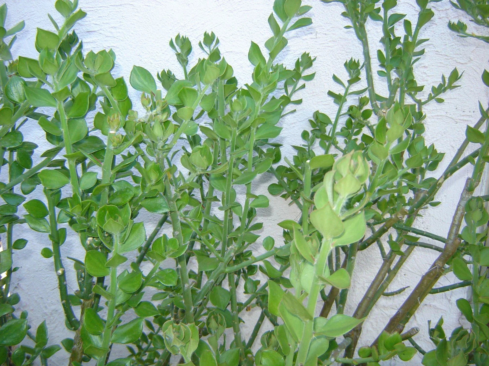 Pereskiopsis diguetii Grafting Stock Cuttings – 5"-6" Succulent Propagation Clippings for Grafting Enthusiasts