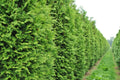 50+ Thuja occidentalis Tree Seeds | White Cedar Arborvitae for Hedge Rows & Privacy Screens | Evergreen Landscaping Seeds