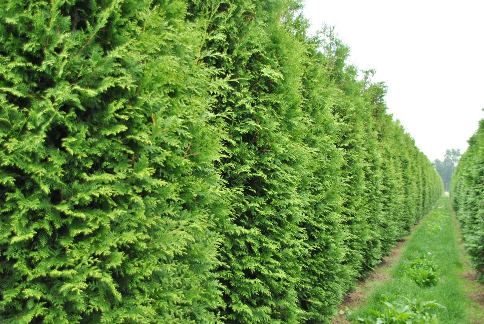 50+ Thuja occidentalis Tree Seeds | White Cedar Arborvitae for Hedge Rows & Privacy Screens | Evergreen Landscaping Seeds