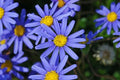 Blue Daisy Seeds Pack - Felicia Amelloides - Non-GMO, Easy to Grow, 200+ Seeds for Garden, Containers & Borders