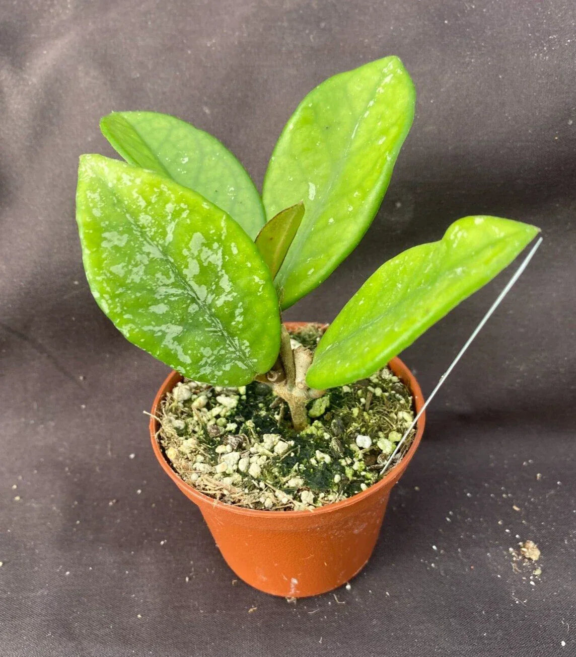 Hoya Carnosa 'Wilbur Graves' Rooted Plant in 2.5" Pot, Wax Plant, Indoor Houseplant, Low Light, Air-Purifying