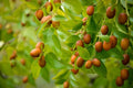 Chinese Date Tree Seeds - 6 Seeds, Jujube, Tsao Zizi, Ziziphus jujuba, Fruit-Bearing Tree for Planting