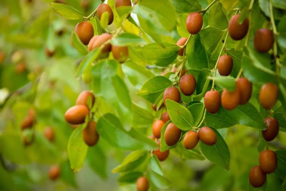 Chinese Date Tree Seeds - 6 Seeds, Jujube, Tsao Zizi, Ziziphus jujuba, Fruit-Bearing Tree for Planting