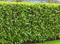 20 Cherry Laurel Cuttings 6-8" | Prunus laurocerasus Shrubs for Hedges
