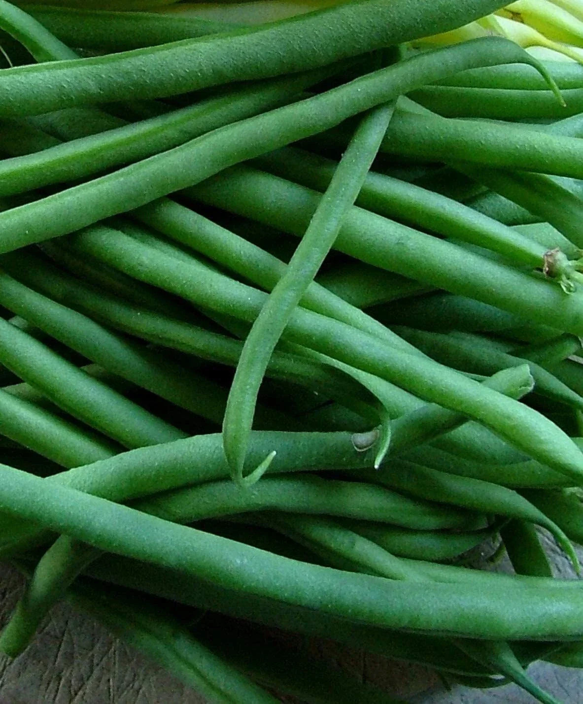 Jade Bush Green Bean Seeds - Stringless, Non-GMO, Heirloom, Phaseolus vulgaris, Compact Bush, Organic Vegetable Seeds