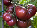 Organic Black Brandywine Tomato Seeds - Heirloom Solanum lycopersicum for Summer Garden & Container Growing