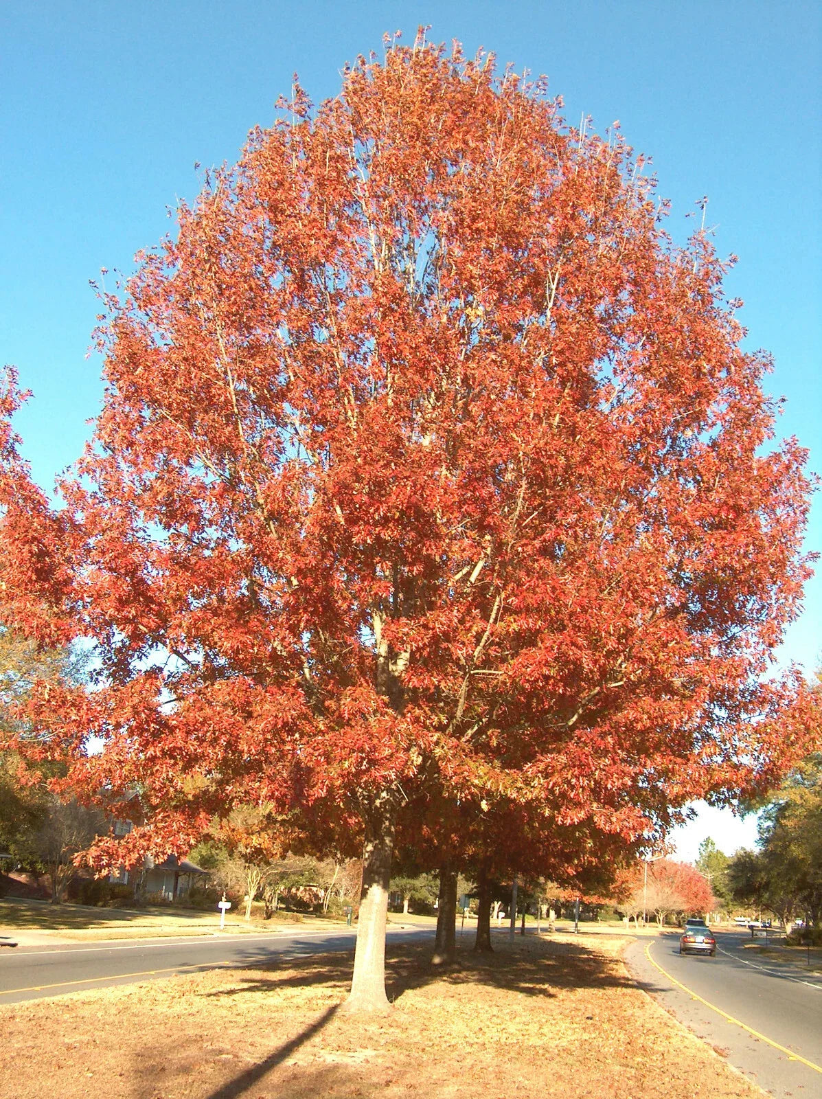 Cherrybark Oak Tree Bare Root 12-16" Quercus pagoda Live Plant for Landscaping