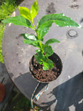 Colombian Coffee Plant - 3" Pot, Coffea arabica, Indoor Outdoor Air Purifying Houseplant