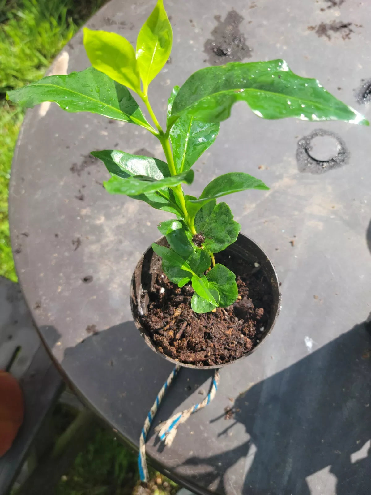 Colombian Coffee Plant - 3" Pot, Coffea arabica, Indoor Outdoor Air Purifying Houseplant