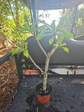 Large Live Plumeria Pudica Bridal Bouquet Plant - White Frangipani Tropical Indoor Outdoor Decor