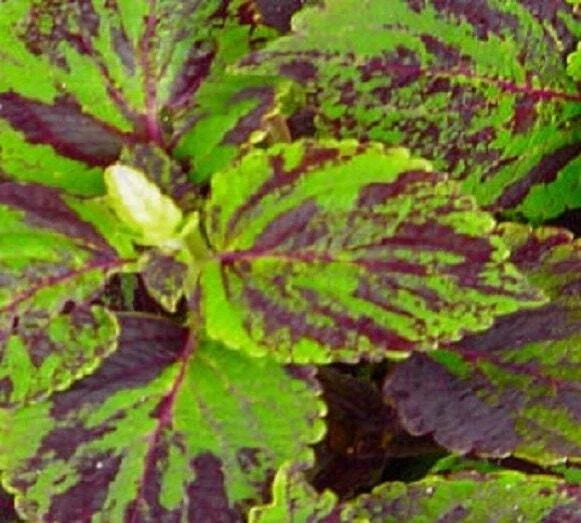 Coleus Seeds 500 Count Jazz Marble GL Solenostemon scutellarioides Vibrant Foliage for Gardening & Landscaping