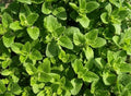 Oregano Herb Seeds - Organic Heirloom Pack of 100+ - Origanum vulgare Culinary Herb for Garden & Indoor Growing
