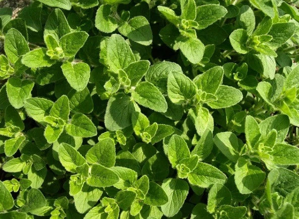 Oregano Herb Seeds - Organic Heirloom Pack of 100+ - Origanum vulgare Culinary Herb for Garden & Indoor Growing