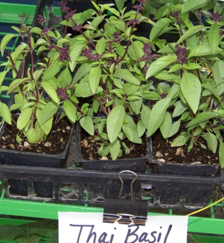 Thai Basil Seeds - 110 Seeds, Spicy Variety, Ocimum basilicum var. thyrsiflora, Herb Seeds for Indoor Outdoor Gardening