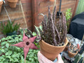 Blooming Cactus Plant 3-Inch Pot Stapelia schinzii var. angolensis with Pinkish Dark Red Flowers, Live Rooted Succulent