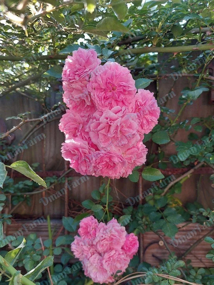 Pink Rose Bush Live Plant - Heirloom Climbing Rambler Rosa multiflora - Organic Bare Root Starter Plant