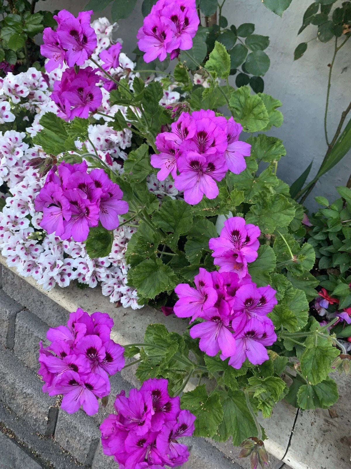 Geranium Cuttings 6 Inch Pelargonium spp. Purple & Dark Purple Center Fresh Plant for Gardening