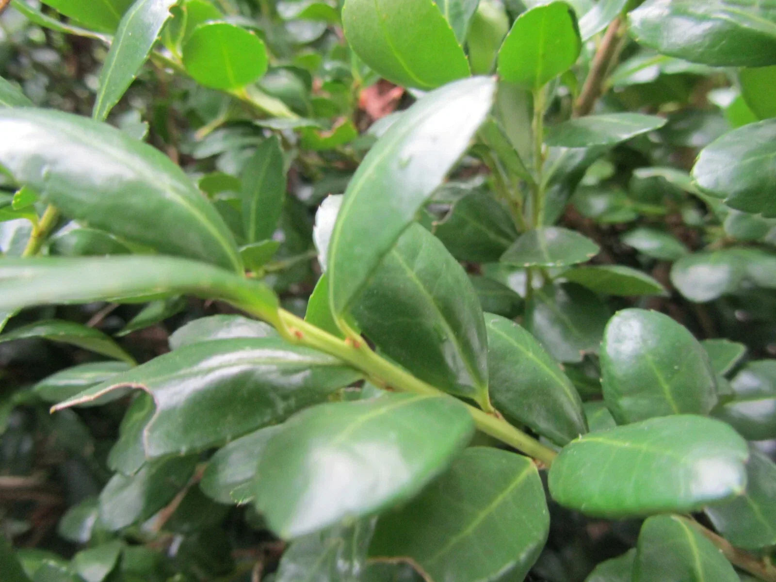 Japanese Boxwood Cuttings - 12+ Evergreen Buxus microphylla for Hedges & Borders, Easy Propagation