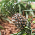 White Jade Pineapple Seeds - Ananas comosus, Tropical Fruit Plant, Garden & Container Growing, 15+ Premium Seeds