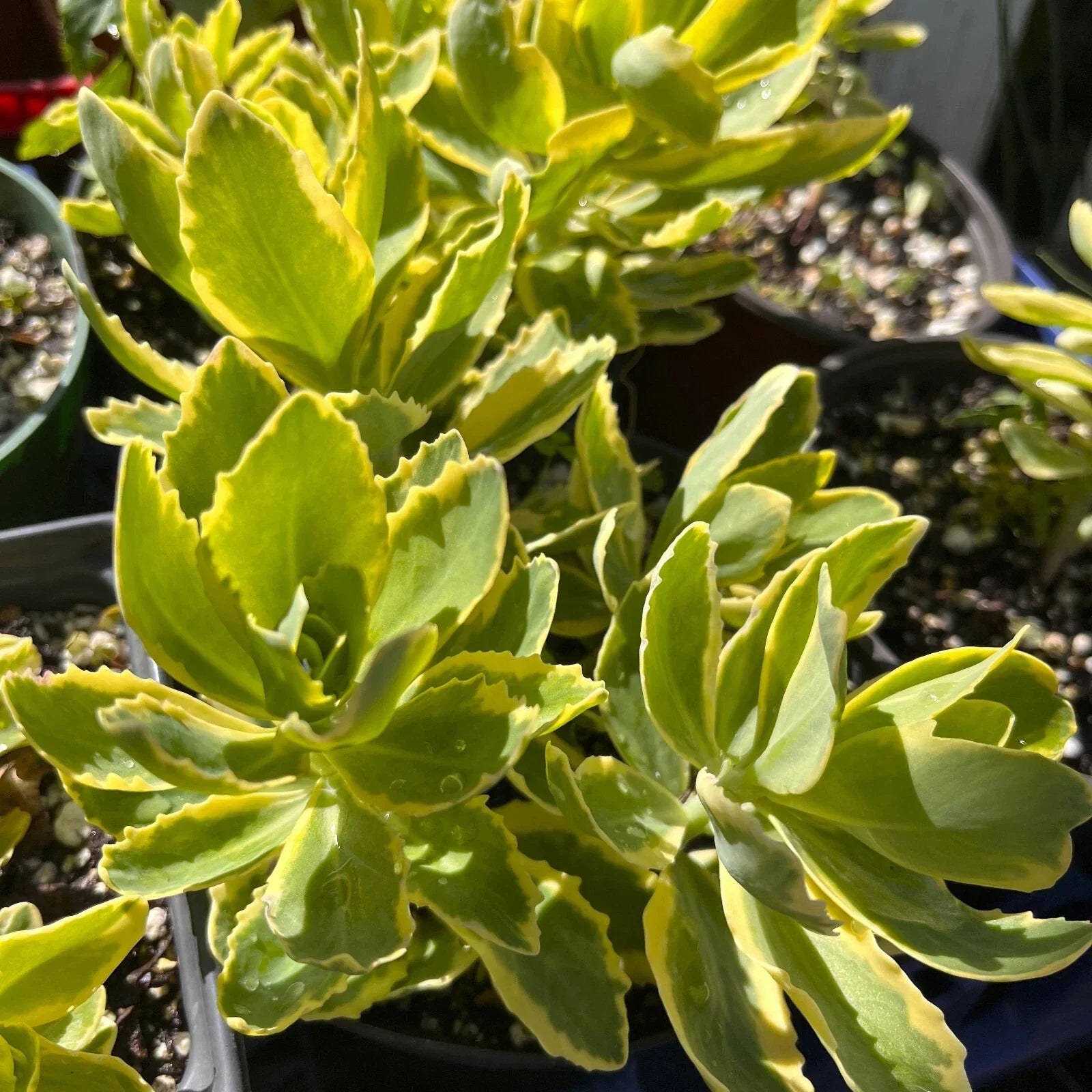 Variegated Pink Stonecrop Sedum 'Autumn Charm' Perennial Plant - Upright Succulent Ground Cover