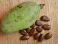 Paw Paw Fruit Tree Seeds - 10 Viable Asimina Triloba - Indian Banana - Fresh Crop for Planting
