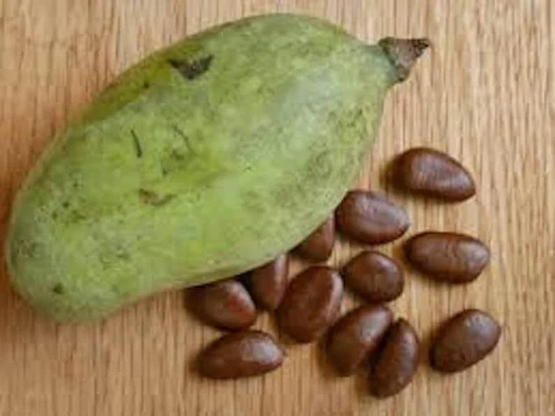 Paw Paw Fruit Tree Seeds - 10 Viable Asimina Triloba - Indian Banana - Fresh Crop for Planting