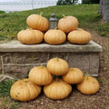Long Island Cheese Pumpkin Seeds - Organic Heirloom Cucurbita maxima, 10 Pack, USA Grown, Baking & Cooking Pumpkin Seeds