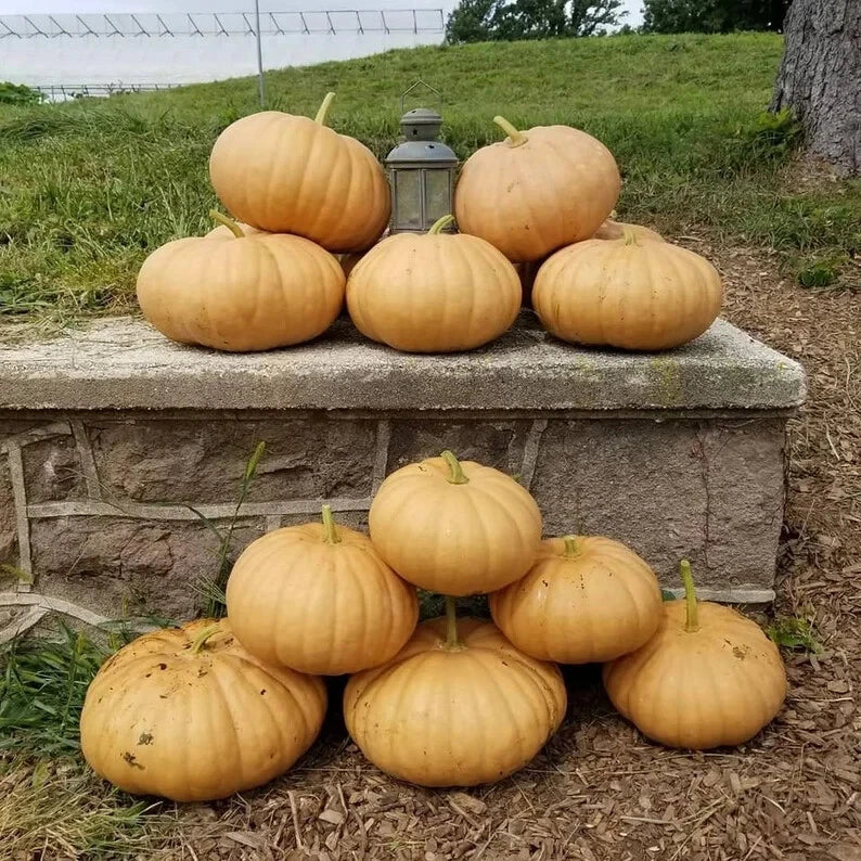 Long Island Cheese Pumpkin Seeds - Organic Heirloom Cucurbita maxima, 10 Pack, USA Grown, Baking & Cooking Pumpkin Seeds