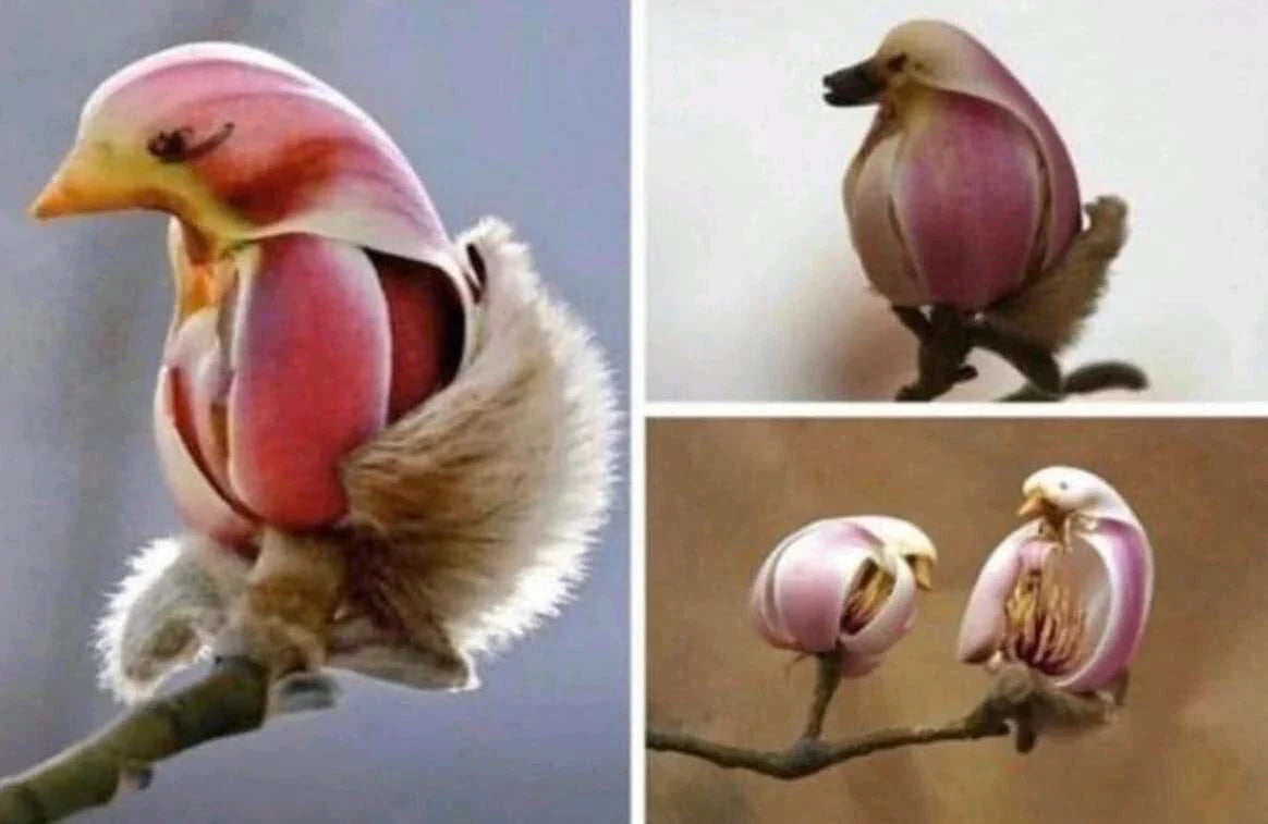 Yulan Magnolia Tree Seeds - 5 Seeds - Pink Bird-Like Spring Buds - Magnolia denudata - Deciduous Garden Tree