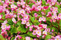 Wax Begonia Seeds - 25+ Pack, Begonia x semperflorens, Garden Planting, Annual, Compact Bushy Foliage