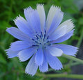 Chicory Seeds 1000 Pack - Blue Beauty Variety for Coffee Substitute - Cichorium intybus Garden Seeds