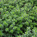 Italian Oregano Seeds Bulk - 256,000 Count, Origanum Vulgare, Culinary Herb for Cooking & Gardening