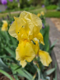 Tall Bearded Iris Live Plants – Ruffled Yellow Varieties – Iris germanica – Perennial Flowering Bulbs – Garden, Border, Container