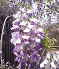 Japanese Wisteria Cuttings - 10 Fresh Long Fragrant Purple Flowers - Wisteria floribunda Climbing Vine