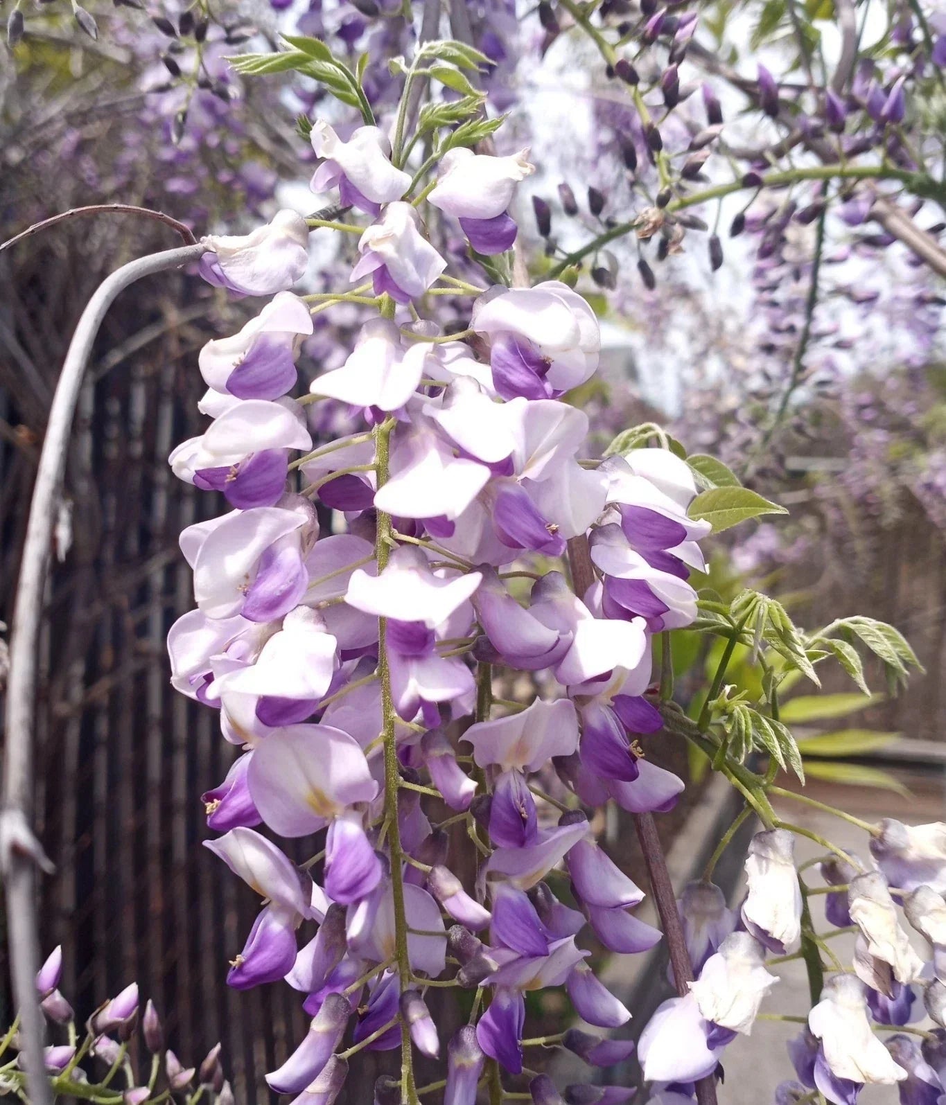 Japanese Wisteria Cuttings - 10 Fresh Long Fragrant Purple Flowers - Wisteria floribunda Climbing Vine
