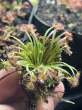 Woolly Sundew Plant - Drosera Petiolaris - Carnivorous Plant for Terrariums & Indoor Gardens