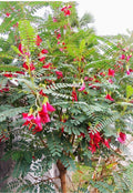 Red Hummingbird Tree Seeds - Sesbania grandiflora Vegetable Tree, Edible Pods, Hummingbird Attractant, 30+ Seeds