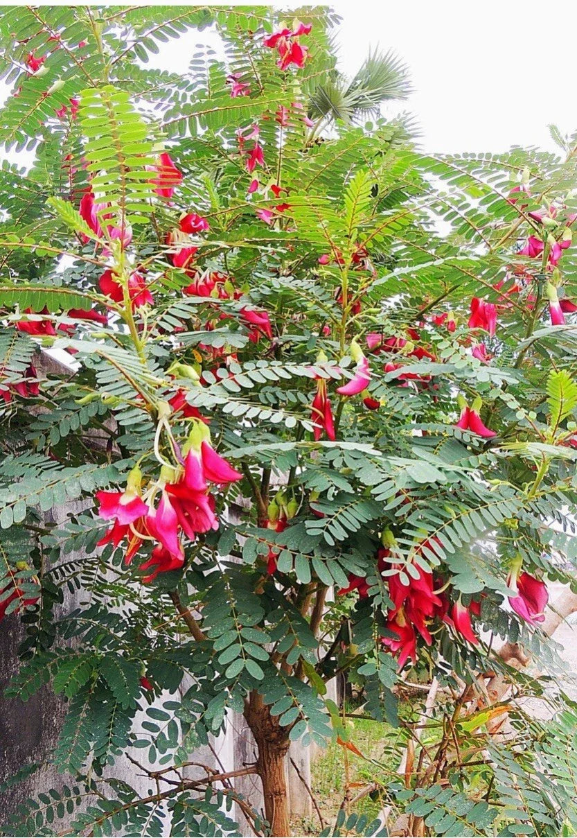 Red Hummingbird Tree Seeds - Sesbania grandiflora Vegetable Tree, Edible Pods, Hummingbird Attractant, 30+ Seeds