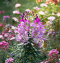 Cleome serrulata Seeds - Rocky Mountain Beeplant Flower Seeds for Pollinator Gardens - Pink to Lavender, Tall, Easy to Grow
