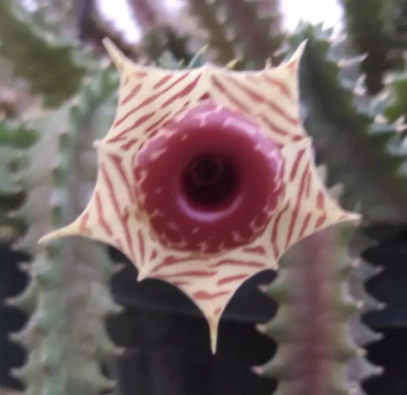 Huernia zebrina Lifesaver Plant - Rooted Succulent in 2" Pot with Star-Shaped Red-Ring Flowers