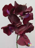 Sweet Pea Seeds - 50+ Pack, Fragrant Deep Purple Blooms, Lathyrus odoratus, Climbing Annual Plant, Garden Flower Seeds