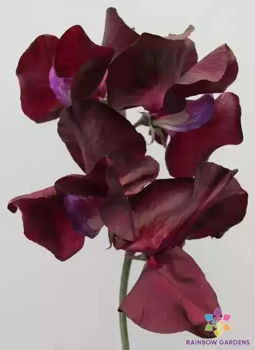 Sweet Pea Seeds - 50+ Pack, Fragrant Deep Purple Blooms, Lathyrus odoratus, Climbing Annual Plant, Garden Flower Seeds