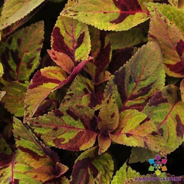 Premium Sun Mighty Mosaic Coleus Seeds - Colorful Foliage, Coleus blumei, Annual for Gardens & Containers, 25 Seeds