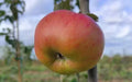 Argiliere Apple Seeds - 25+ Pack for Gardening, Malus domestica, Fruit Tree Seeds, USA Grown, Edible Landscaping