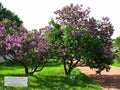 Lilac Tree Seeds - 150 Count, Common Purple Syringa vulgaris, Fragrant Blooming Shrubs for Garden, Hedges & Borders