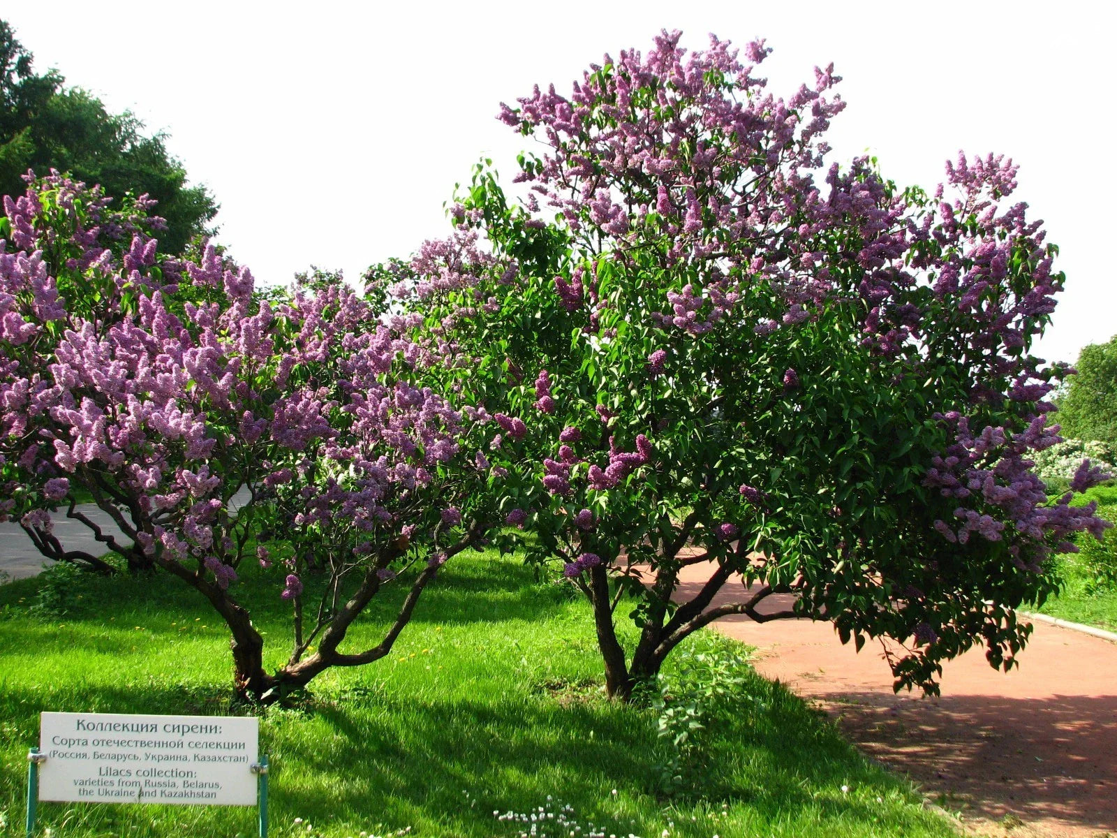 Lilac Tree Seeds - 150 Count, Common Purple Syringa vulgaris, Fragrant Blooming Shrubs for Garden, Hedges & Borders