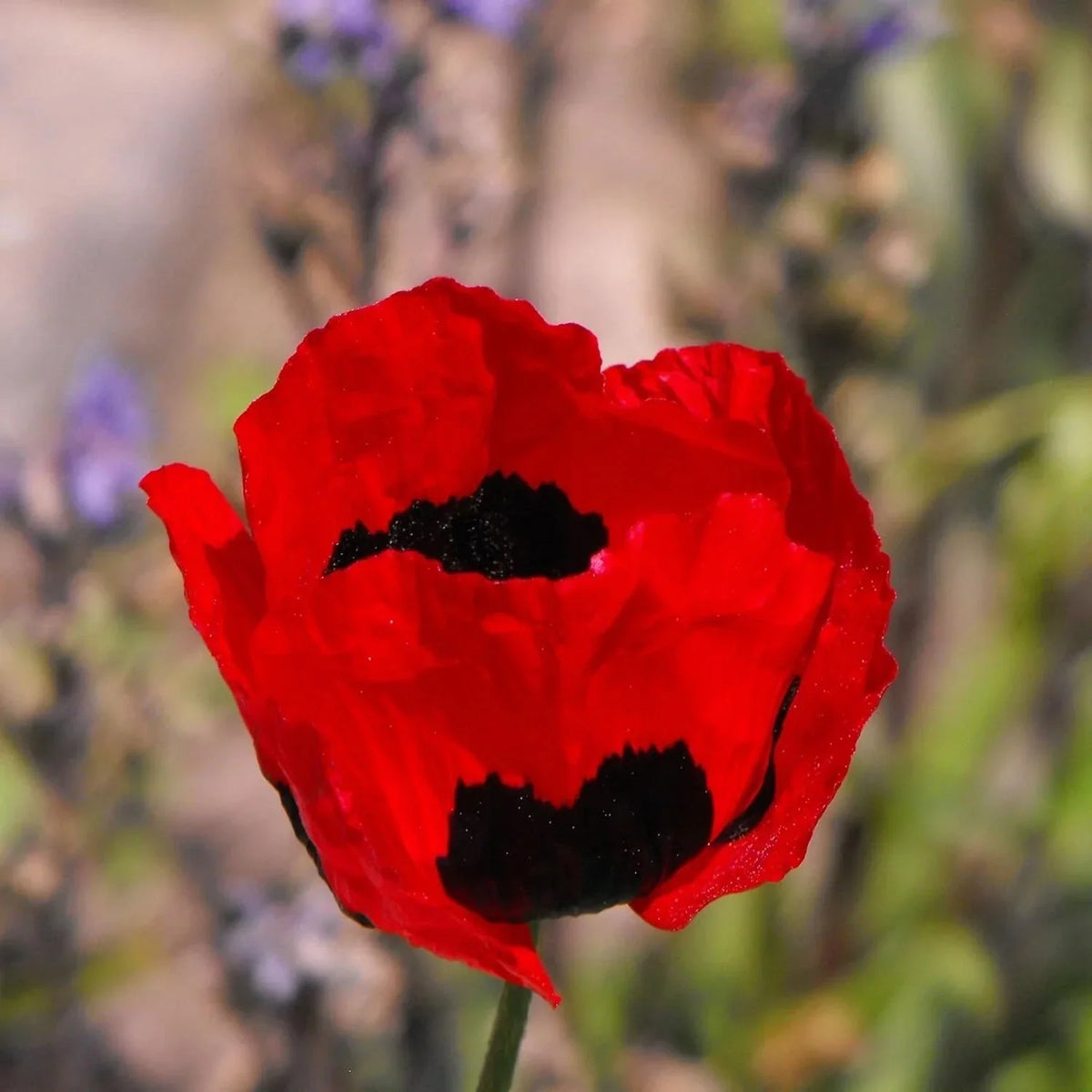 Turkish Tulip Poppy Seeds - 50 Pack - Papaver somniferum - Bright Colorful Flower Seeds for Garden & Landscape